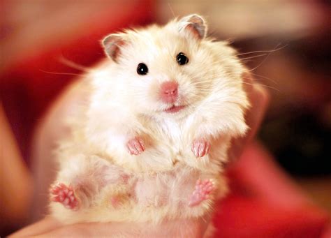 Hamster